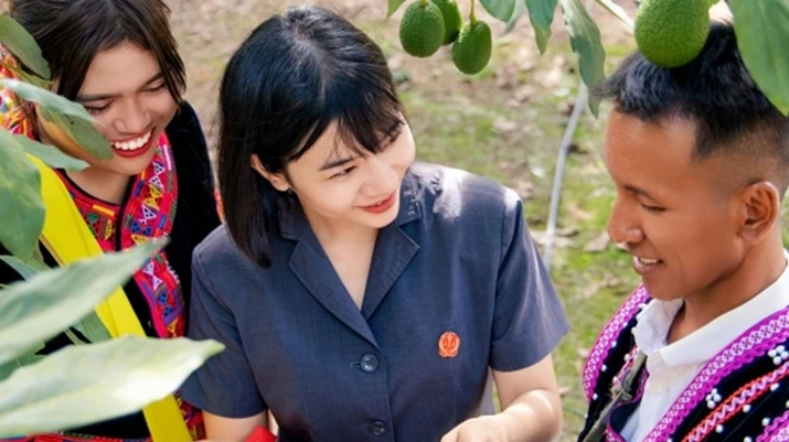 普洱市孟连县：司法护航“云果”飘香，探索写给牛油果的司法答卷